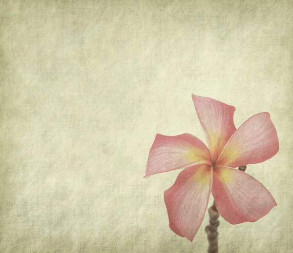 Plumeria flowers isolated on white — Stock Photo, Image