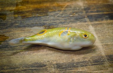 Fugu fish (puffer fish, globefish) clipart