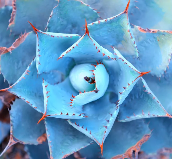 Macro de planta suculenta no deserto — Fotografia de Stock