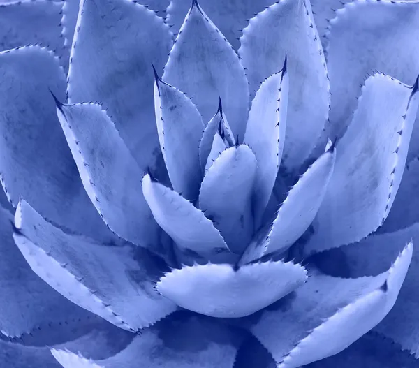 Macro of succulent plant in the desert — Stock Photo, Image