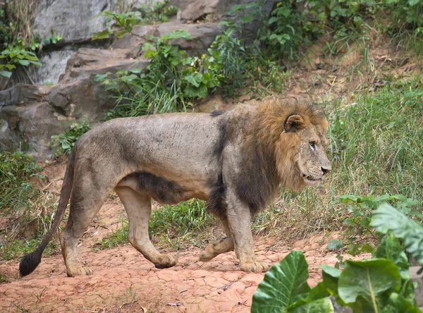 Um leão africano macho — Fotografia de Stock