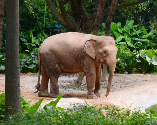 Stor vild elefant — Stockfoto