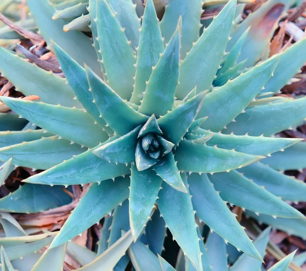 Macro de planta suculenta no deserto — Fotografia de Stock