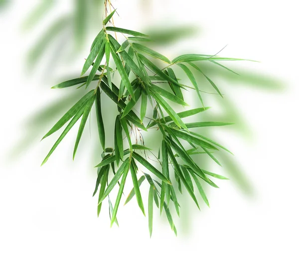 竹の葉 — ストック写真