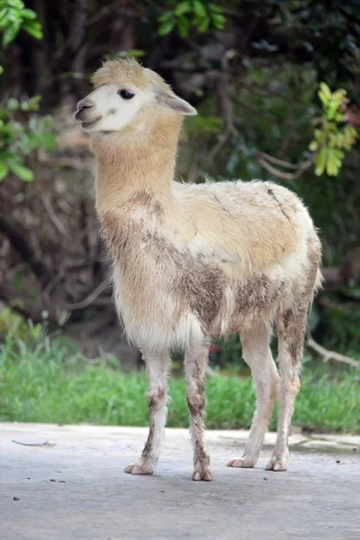 Alpaka v zoo — Stock fotografie