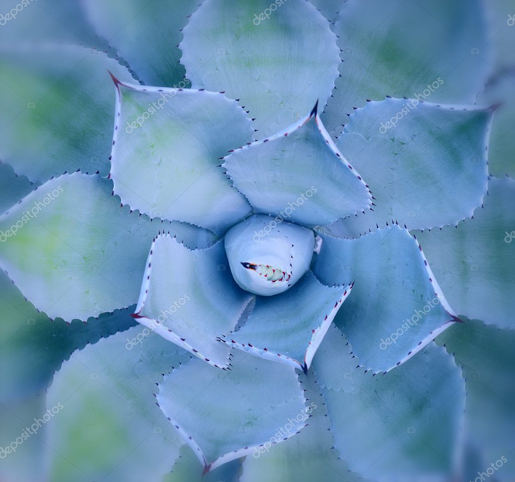 Macro Of Succulent Plant In The Desert Stock Photo By ©firefox.