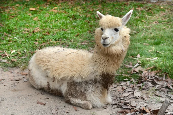 動物園のアルパカ — ストック写真