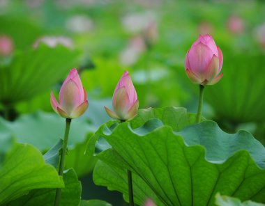 pembe lotus
