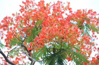 Tavus kuşu çiçekler