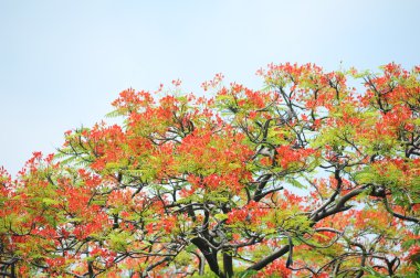 Tavus kuşu çiçekler