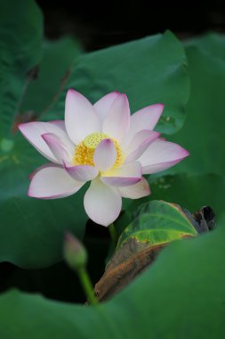 pembe lotus