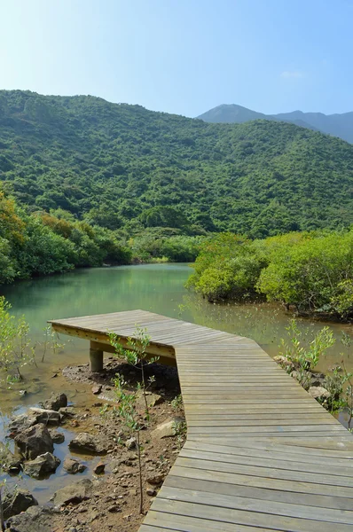 在湿地森林木浮桥 — 图库照片