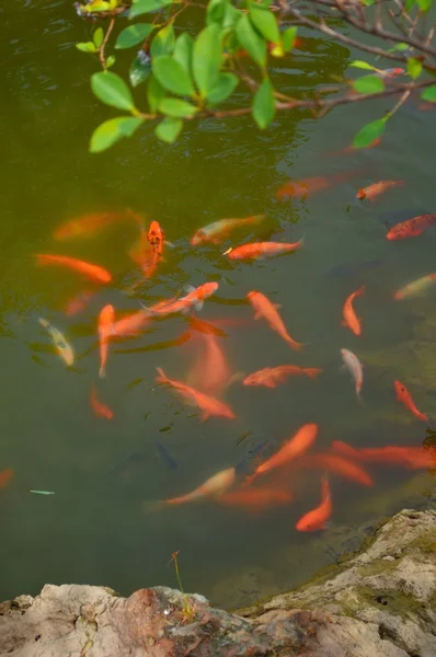 锦鲤在池塘里游泳 — 图库照片