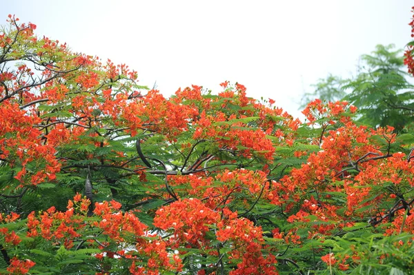 Peacock flowers — Stock Photo, Image