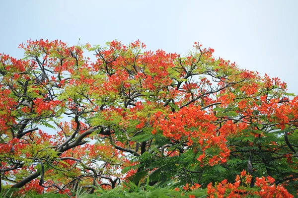 Peacock flowers — Stock Photo, Image