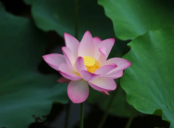 Lótus rosa — Fotografia de Stock