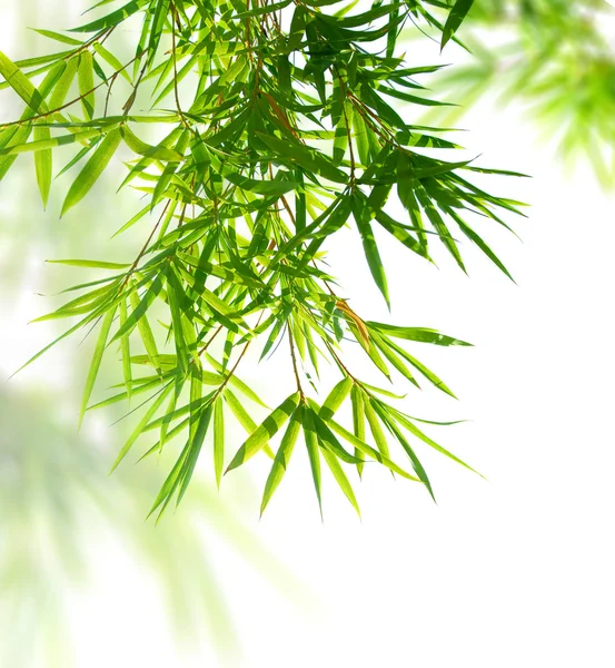 Foglie di bambù — Foto Stock