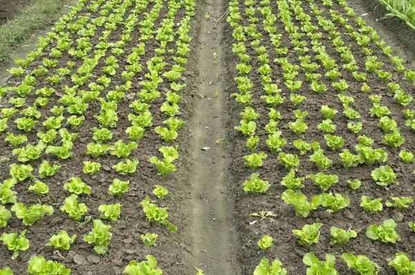 Lechuga en el campo — Foto de Stock