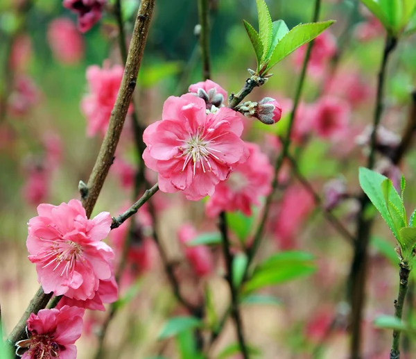 桜 — ストック写真