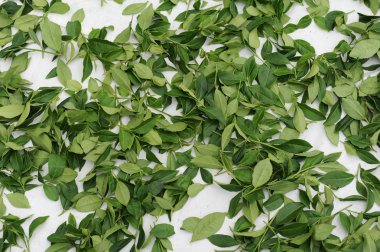 çay plantasyon alanları