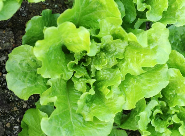 Salat wächst im Boden — Stockfoto