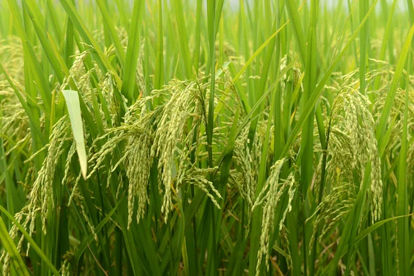 Colheita de arroz paddy — Fotografia de Stock