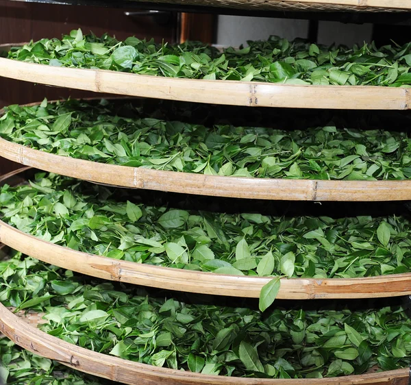 Tea ültetvény területeken — Stock Fotó