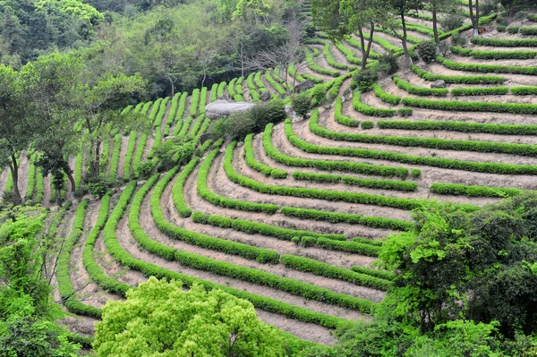 Campi di piantagione di tè — Foto Stock