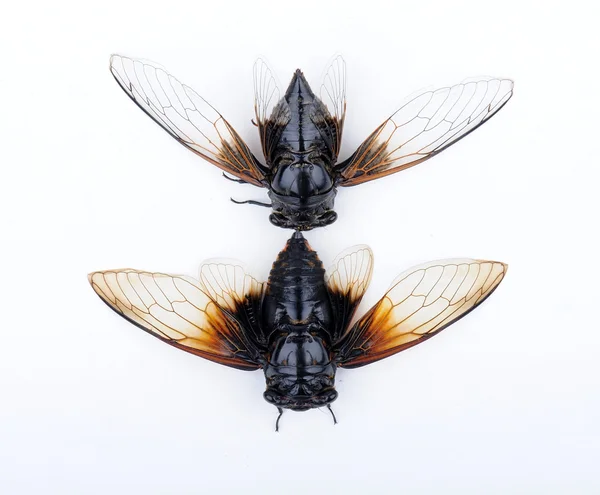 Cicada aislada sobre fondo blanco — Foto de Stock