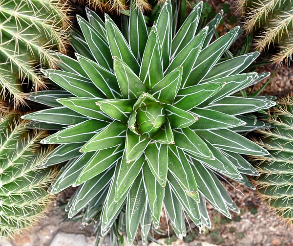 Macro de planta suculenta en el desierto —  Fotos de Stock