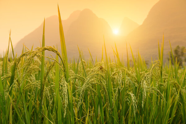 Paddy rice harvest