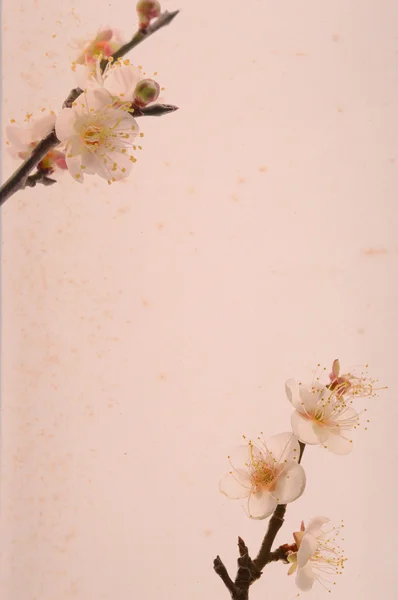 Pflaumenblüte auf altem antiken Vintage-Papier Hintergrund — Stockfoto