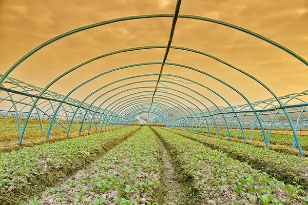 Sla fabriek in veld — Stockfoto