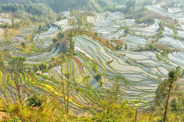 patates alanında hasat