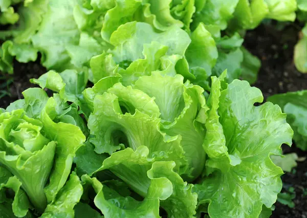 Sallad anläggning i fältet — Stockfoto