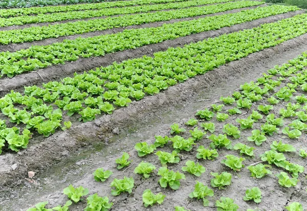 Salatpflanze auf dem Feld — Stockfoto