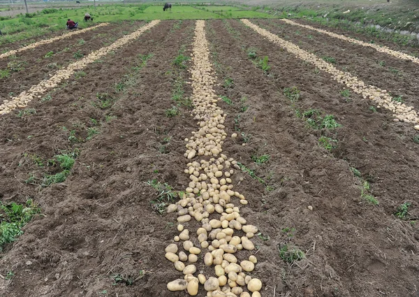 Skörd i ett potatis — Stockfoto