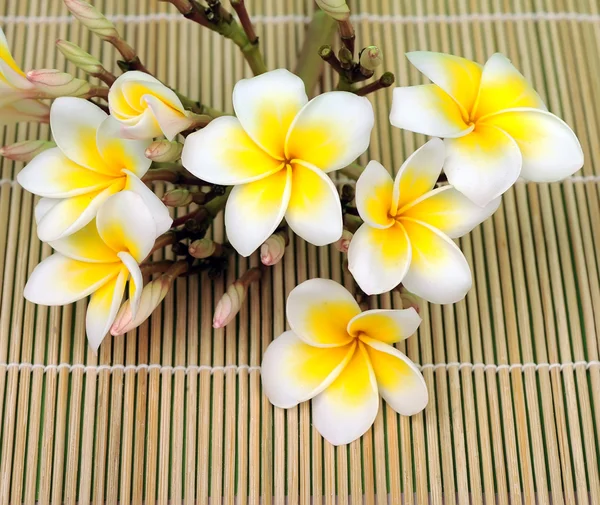 Frangipani e pedra polida em esteira de bambu — Fotografia de Stock