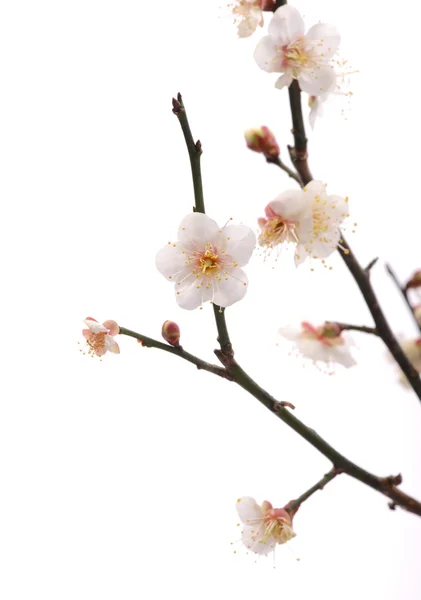 White plum bloossom — Stock Photo, Image