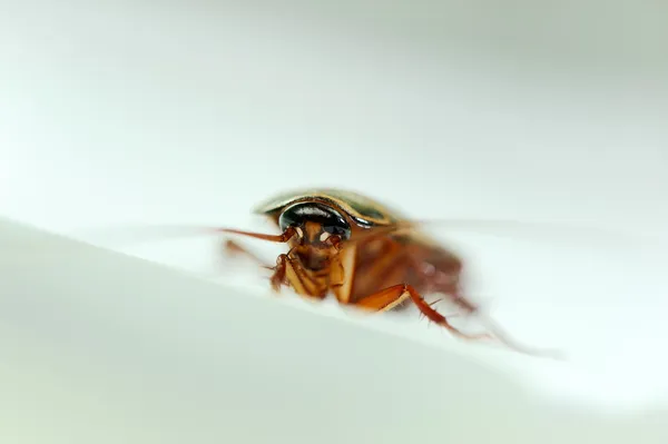 Kakkerlak op witte achtergrond. — Stockfoto