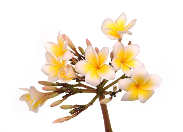 Plumeria flores isoladas em branco — Fotografia de Stock