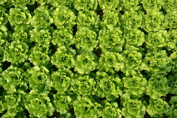 Lettuce plant in field — Stock Photo, Image