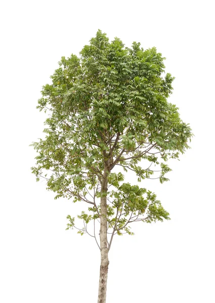 Tree isolated on white background — Stock Photo, Image