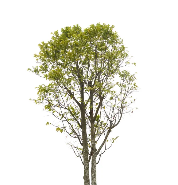 Beyaz arkaplanda izole edilmiş ağaç — Stok fotoğraf