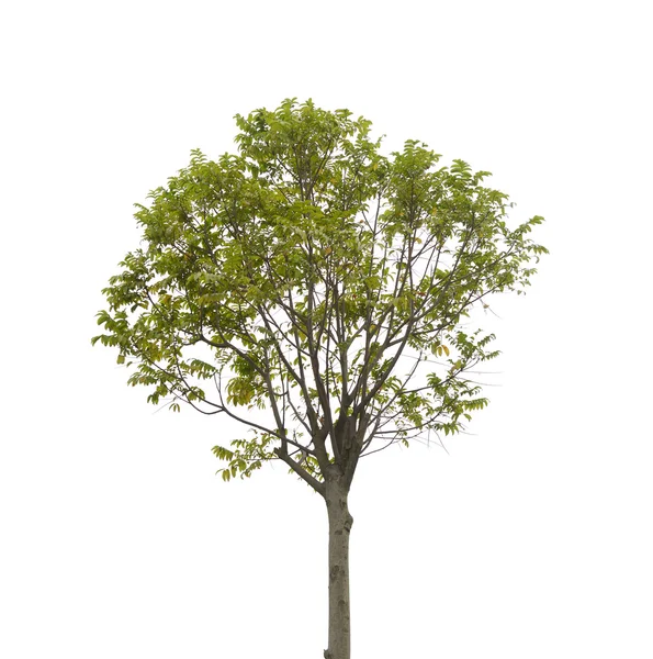 Tree isolated on white background — Stock Photo, Image