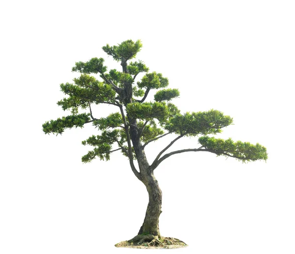 Rostlina strom — Stock fotografie