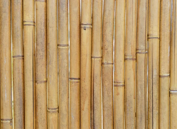 Fundo de bambu — Fotografia de Stock