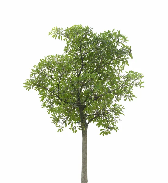 Árbol — Foto de Stock