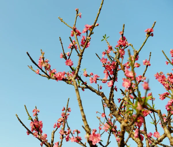 桃の花の花 — ストック写真