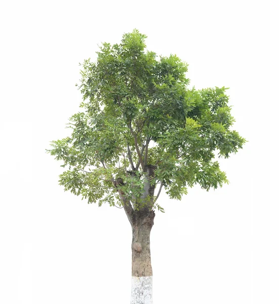 Arbre isolé sur fond blanc — Photo